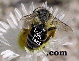 badassbees.com