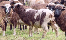 Both ewes and rams grow horns