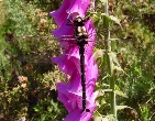 Dragonfly on foxglove