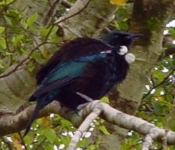 Tui