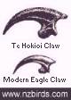 Te Hokioi talons for scale