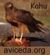 Kahu - Australasian Harrier