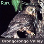 ruru - 'morepork'