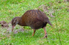 Worming weka