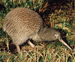 Brown Kiwi