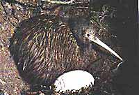 Brown Kiwi with egg