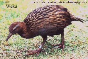 Weka