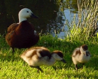 Fluffy ducks